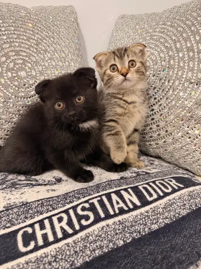 ⭐️Scottish fold ⭐️(647)362-8118, View more