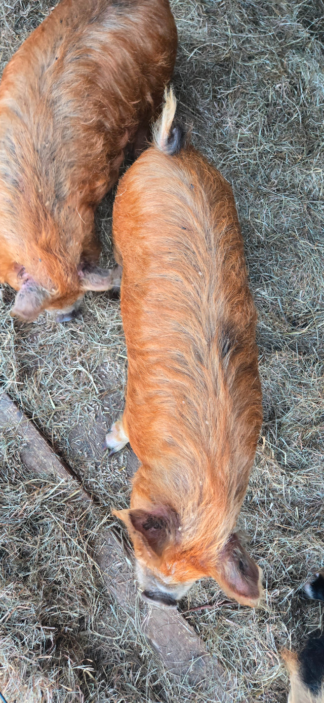 Kune kune pig for sale in Livestock in City of Halifax - Image 2