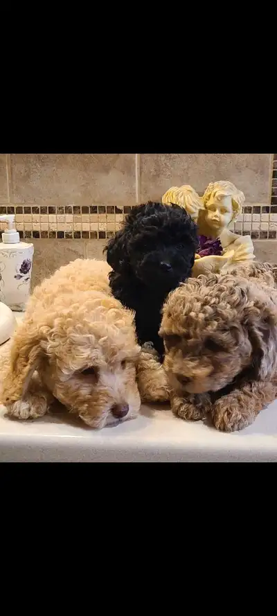Toy Poodle Puppies, View more