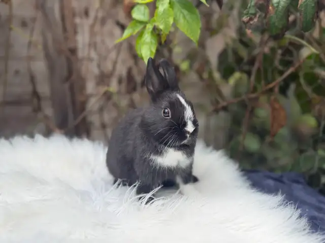 Neutered Netherland dwarf bunnies | Small Animals for Rehoming | Oshawa ...