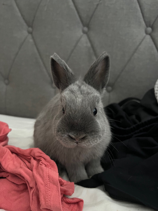 Adorable Purebred Netherland Dwarf Baby bunny in Small Animals for Rehoming in Burnaby/New Westminster