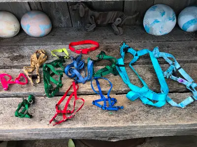 Assorted Sizes of Nylon Pet Harness $5 For Small, $10 For Medium, View more