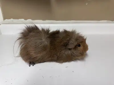 Guinea pigs male, View more