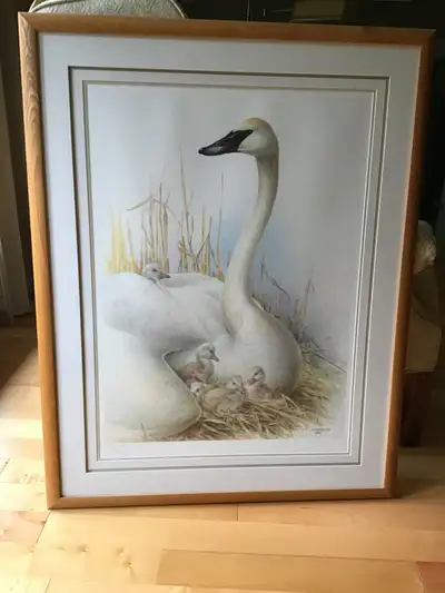 James Fenwick Lansdowne Swan Limited Edition Print for sale, View more