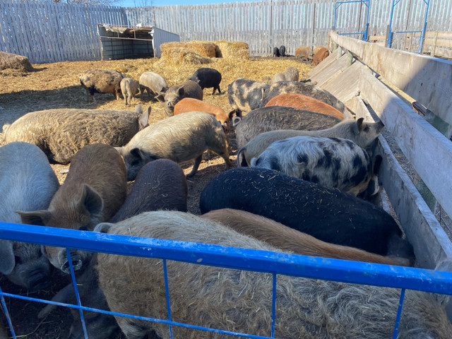 Various size pigs for sale  in Livestock in Portage la Prairie - Image 3