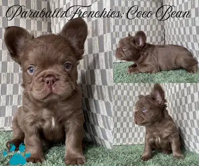 French Bulldog CKC Reg. Fluffies!, View more