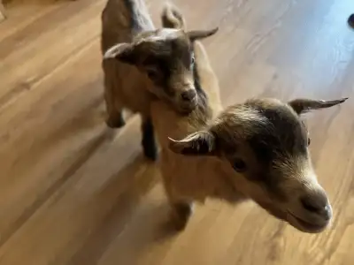 bottle baby goats, View more