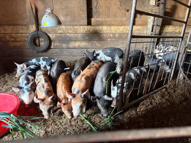 bacon seeds in Livestock in Red Deer - Image 9