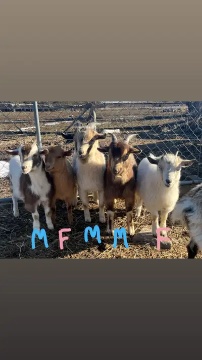 Pygmy Goat Kids— Doe’s & Buck’s, View more