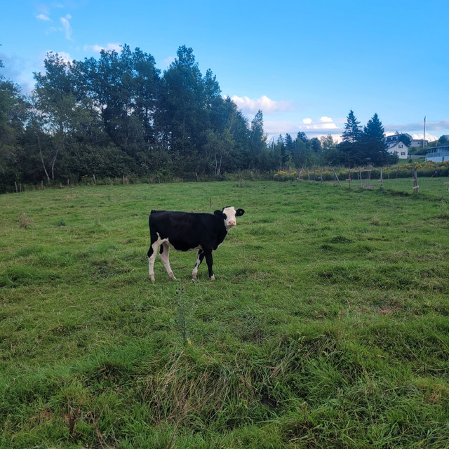 Feeder cattle for sale Livestock Annapolis Valley Kijiji