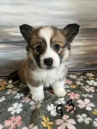 Healthy Welsh Corgi Pups, View more
