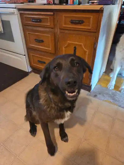 3 year old Shepard Lab, View more