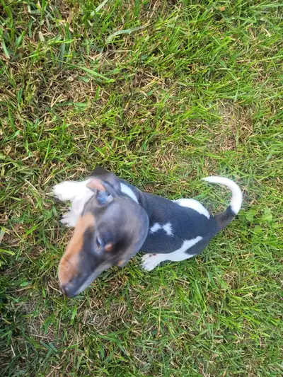 Miniature Purebred Daschund Puppies!, View more