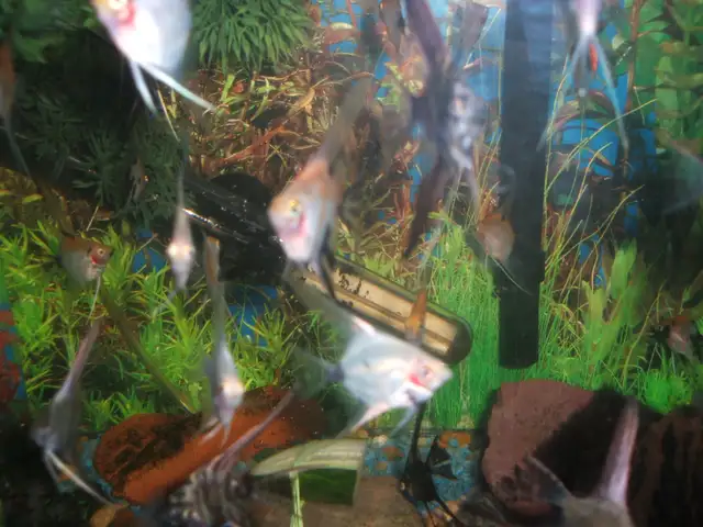 Freshwater tropical fish that can live in same aquarium in Fish for Rehoming in City of Toronto - Image 8