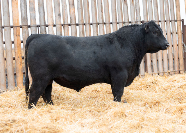 Red and Black Angus Yearling and 2 Year old bulls for sale in Livestock in Winnipeg - Image 4