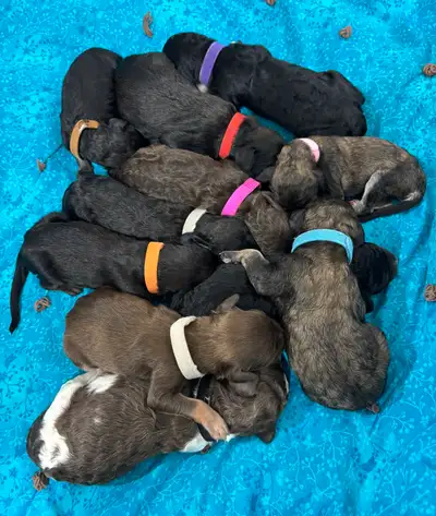 95% Standard Poodle 5% Old English Sheep Dog Sheepadoodle Puppies ❤️❤️ NOW ACCEPTING DEPOSITS The st...