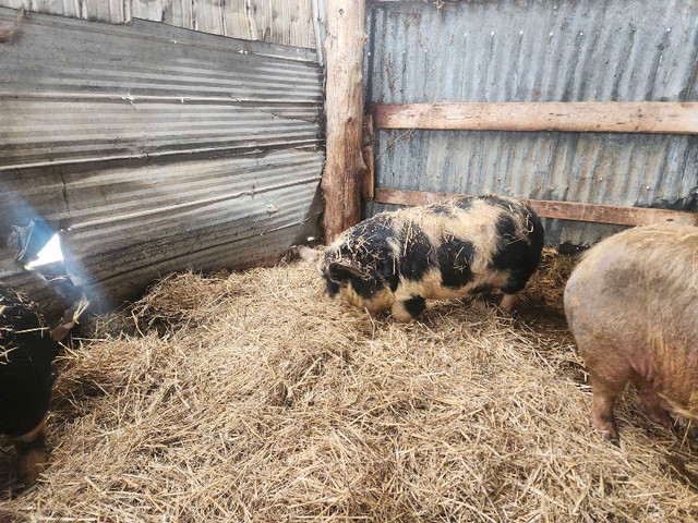 2 Registered kunekune gilts - Bradford / Cookstown Area in Livestock in Markham / York Region