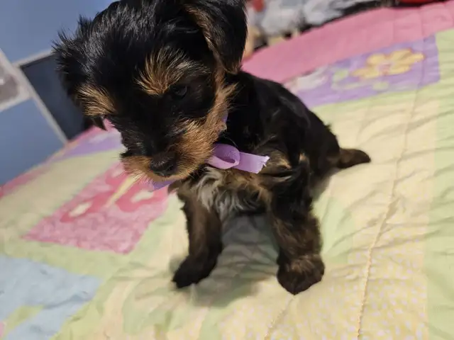 Yorkshire Terrier  puppies in Dogs & Puppies for Rehoming in City of Toronto - Image 7