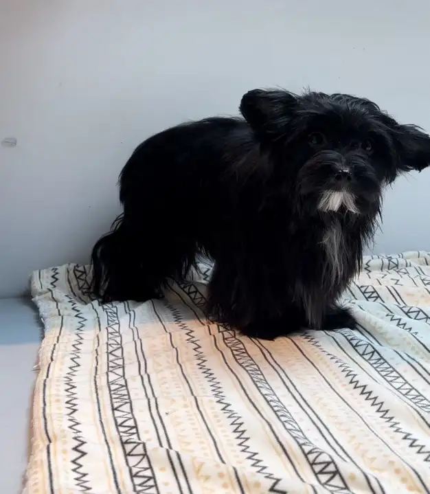 PUREBRED QUALITY YORKIES by Registered and experienced breeder in Dogs & Puppies for Rehoming in City of Toronto - Image 9