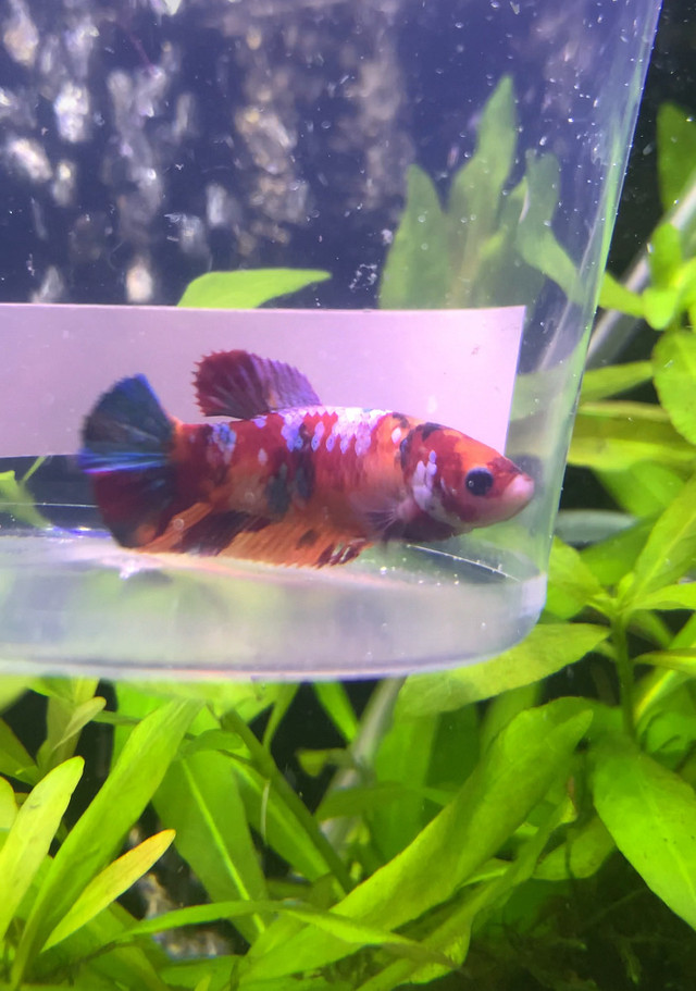 Koi• Betta $20 Special•••• in Fish for Rehoming in Leamington - Image 3