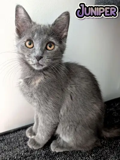 Chatonne vaccinée 2x, Vermifugée 2x, Stérilisée et micropucée, View more