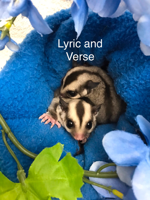 Sugar Glider Joeys in Small Animals for Rehoming in Winnipeg