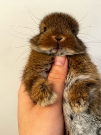 Netherland dwarf bunny 
