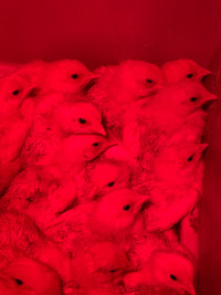 Week old chicks - meat variety