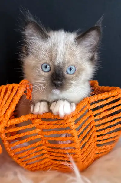 Gorgeous TICA Registered Ragdoll Kittens, View more