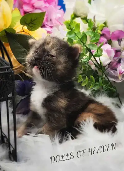 Registered ragdoll kittens , View more