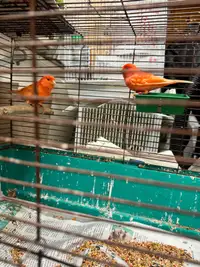  Canary Bird Female and male two years old