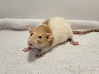 (1 left) 6 Adorable baby rats for reservation!