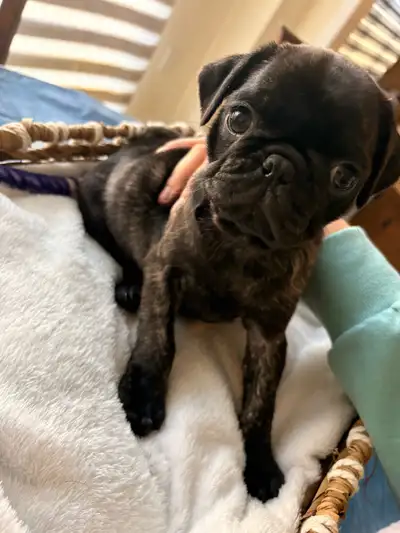 Pug Puppies Ready for their new homes! $, View more