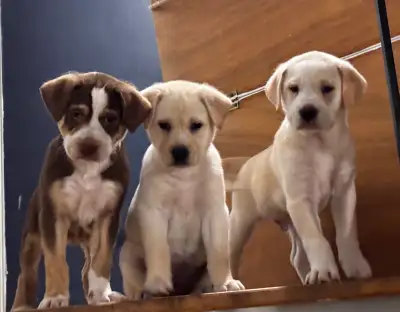 Mixed Puppies, View more