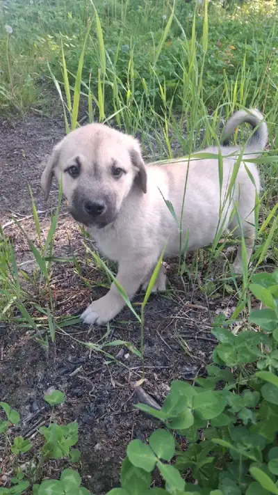 puppies puppies , View more