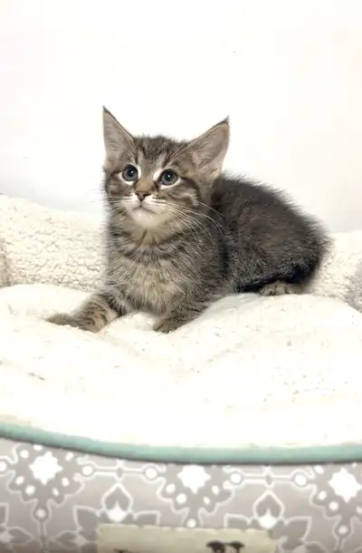 Female kittens, View more