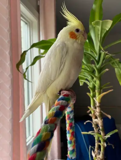 3 year old cockatiel male, View more