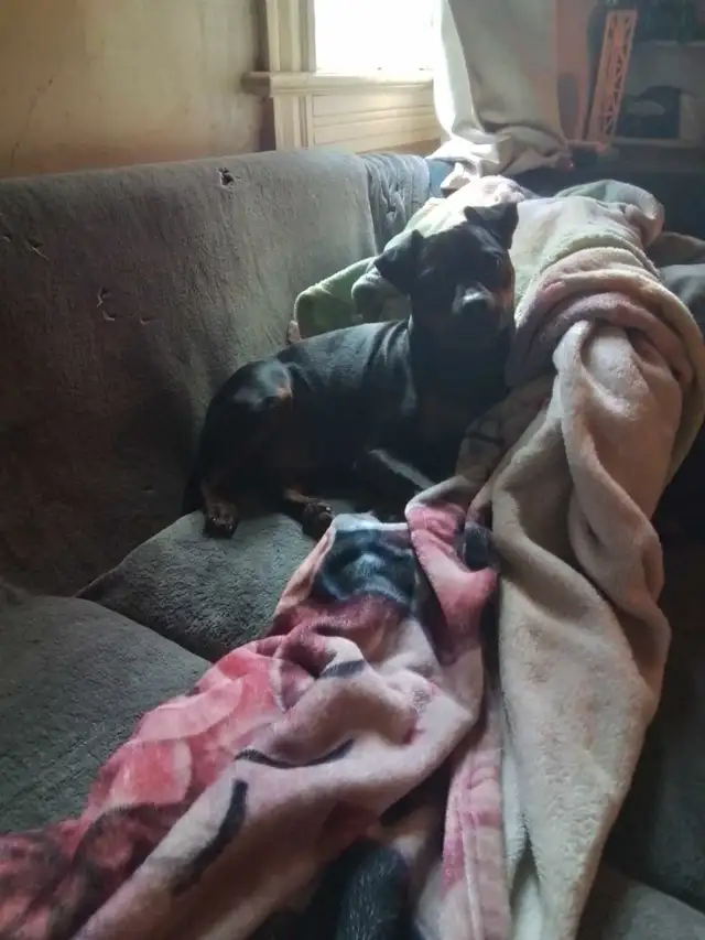 min pin puppies in Dogs & Puppies for Rehoming in Owen Sound - Image 6