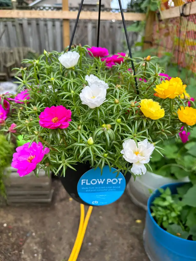 Multiple color Moss Rose  in the large hanging basket- it is ea in Plants, Fertilizer & Soil in Hamilton - Image 10