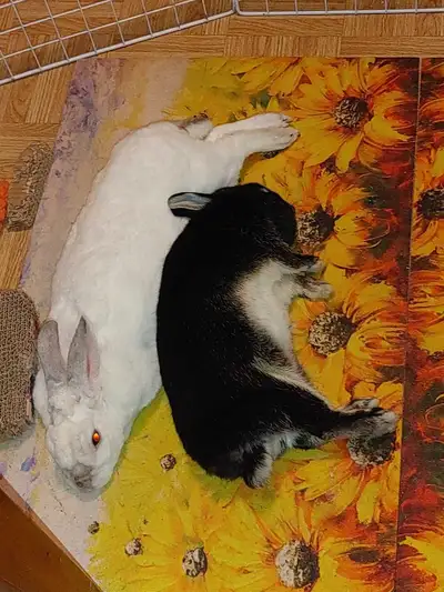 Couple lapins avec tout l'équipement, View more