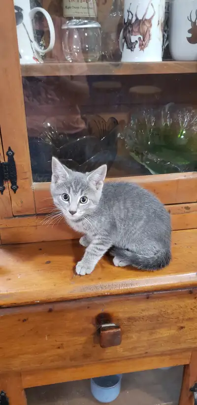 Sweetheart Kittens !!, View more