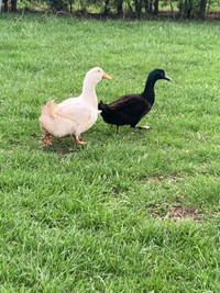 Male ducks 