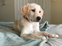 Golden-Lab Retriever puppies ready for new homes!