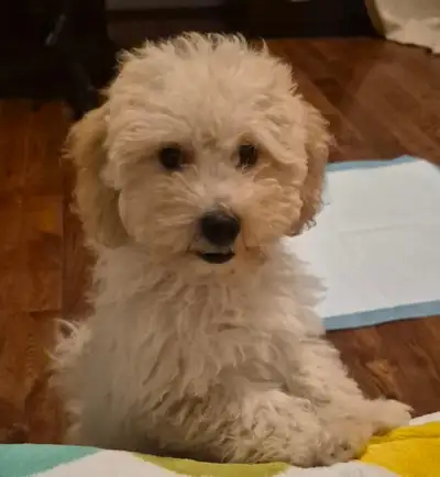 Adorable & Playful Bichonpoo Puppy, View more