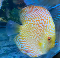 discus asiatiques 4 pouces nouvel arrivage novembre   2023