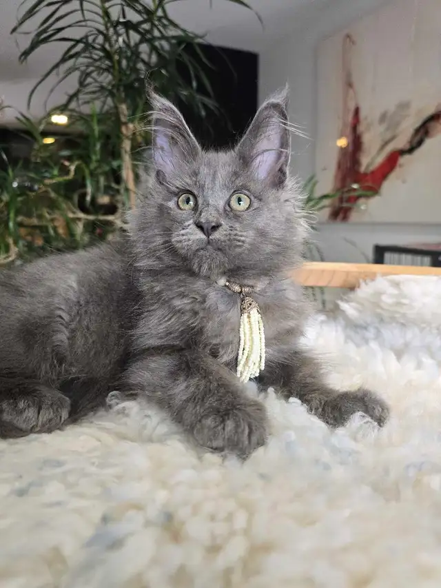 MAGNIFICENT MAINE COONS XL in Cats & Kittens for Rehoming in Oakville / Halton Region - Image 8