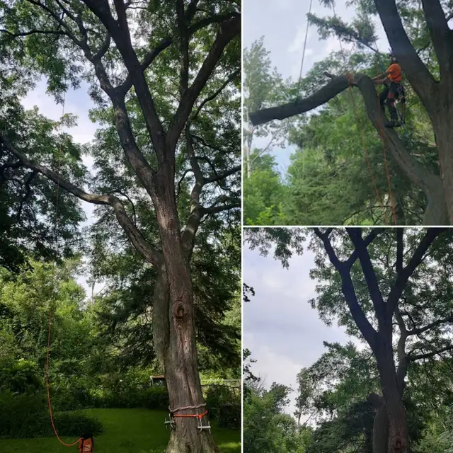 TORONTO TREE GUYS - TREE REMOVAL - PRUNING - LICENSED & INSURED 606389720350740486