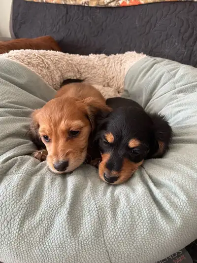 Beautiful Miniature Dachshund  Puppies, View more