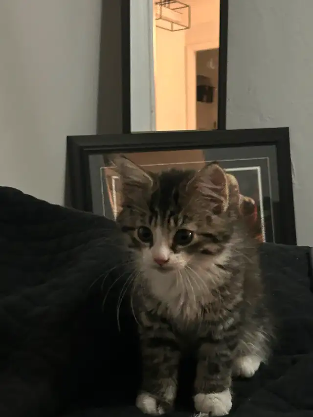 kitten for sale in Cats & Kittens for Rehoming in Moncton - Image 4