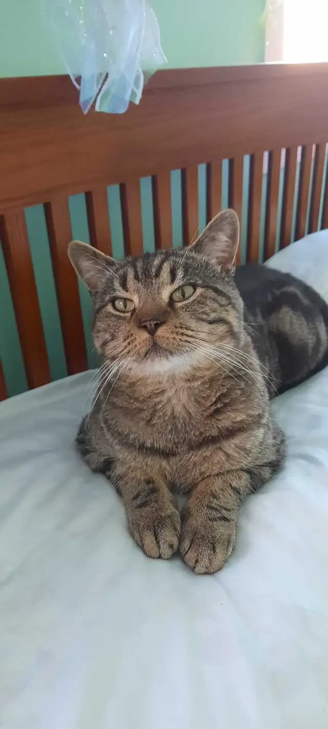 found kitty in Cats & Kittens for Rehoming in North Bay - Image 4